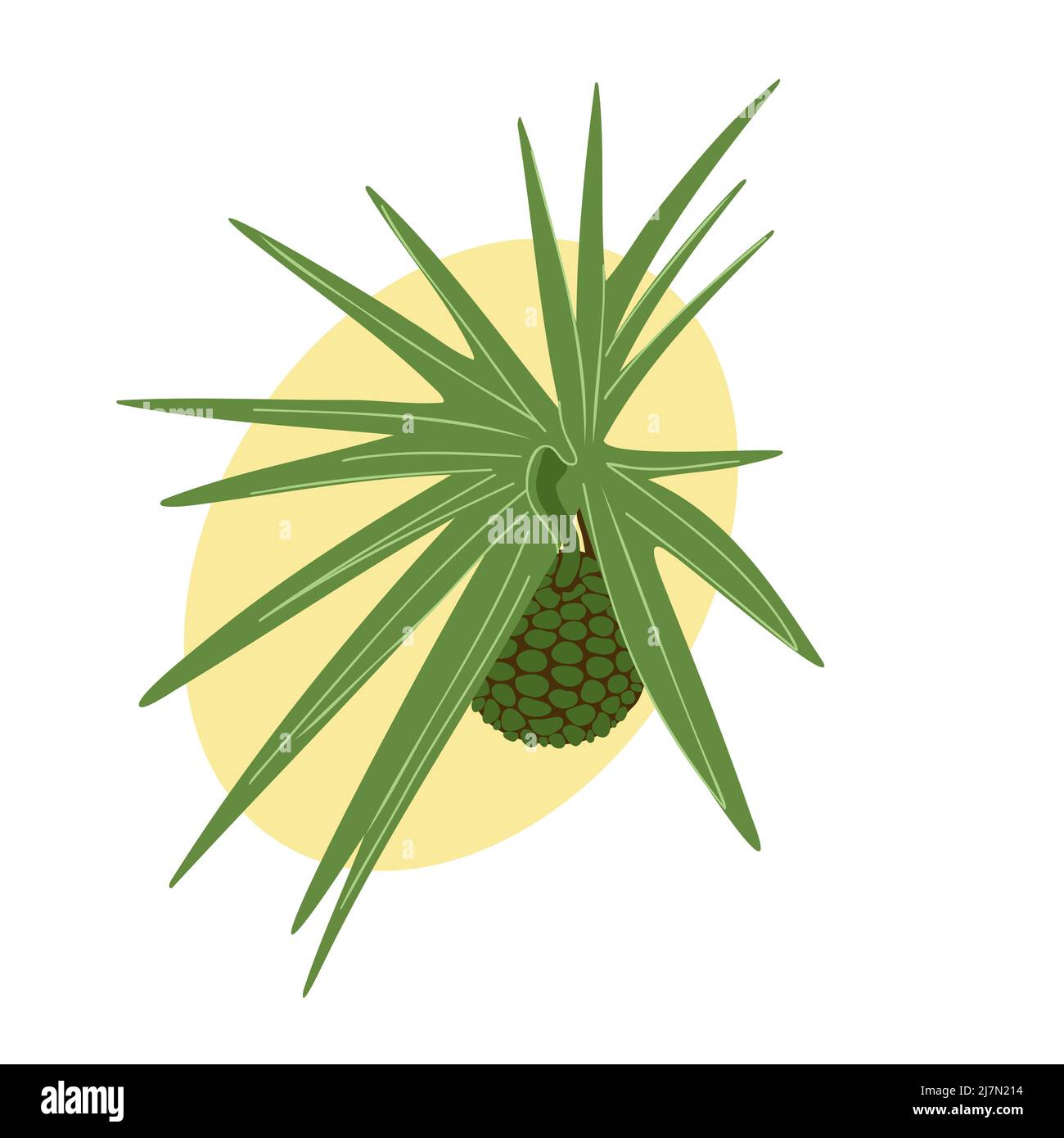 Hala fruit and leaves, pandanus ripe screw pine green exotic tropical fruit and plant vector illustration Stock Vector