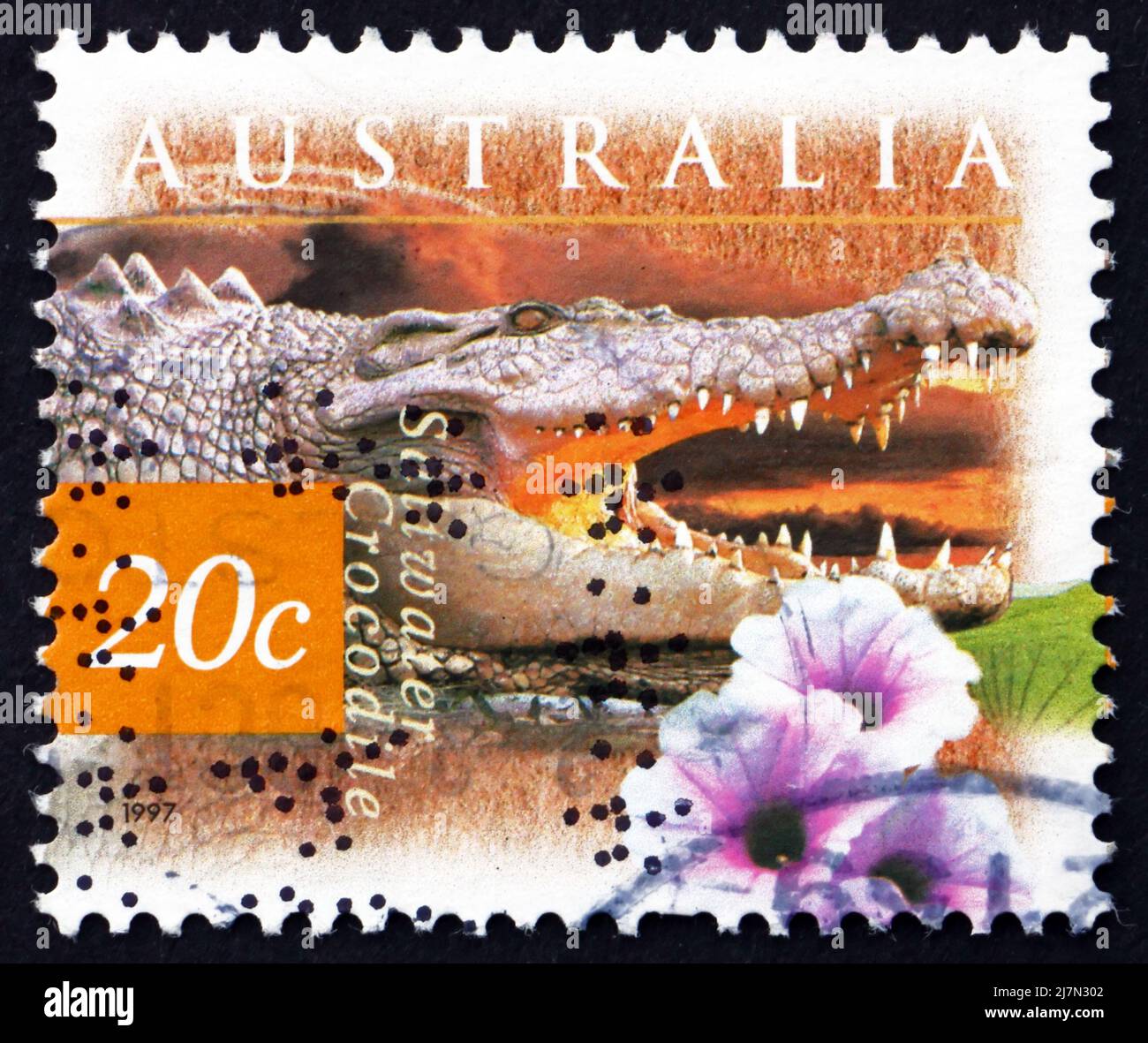 AUSTRALIA - CIRCA 1997: a stamp printed in the Australia shows Saltwater Crocodile and Kangkong Flower, Crocodylus Porosus, circa 1997 Stock Photo