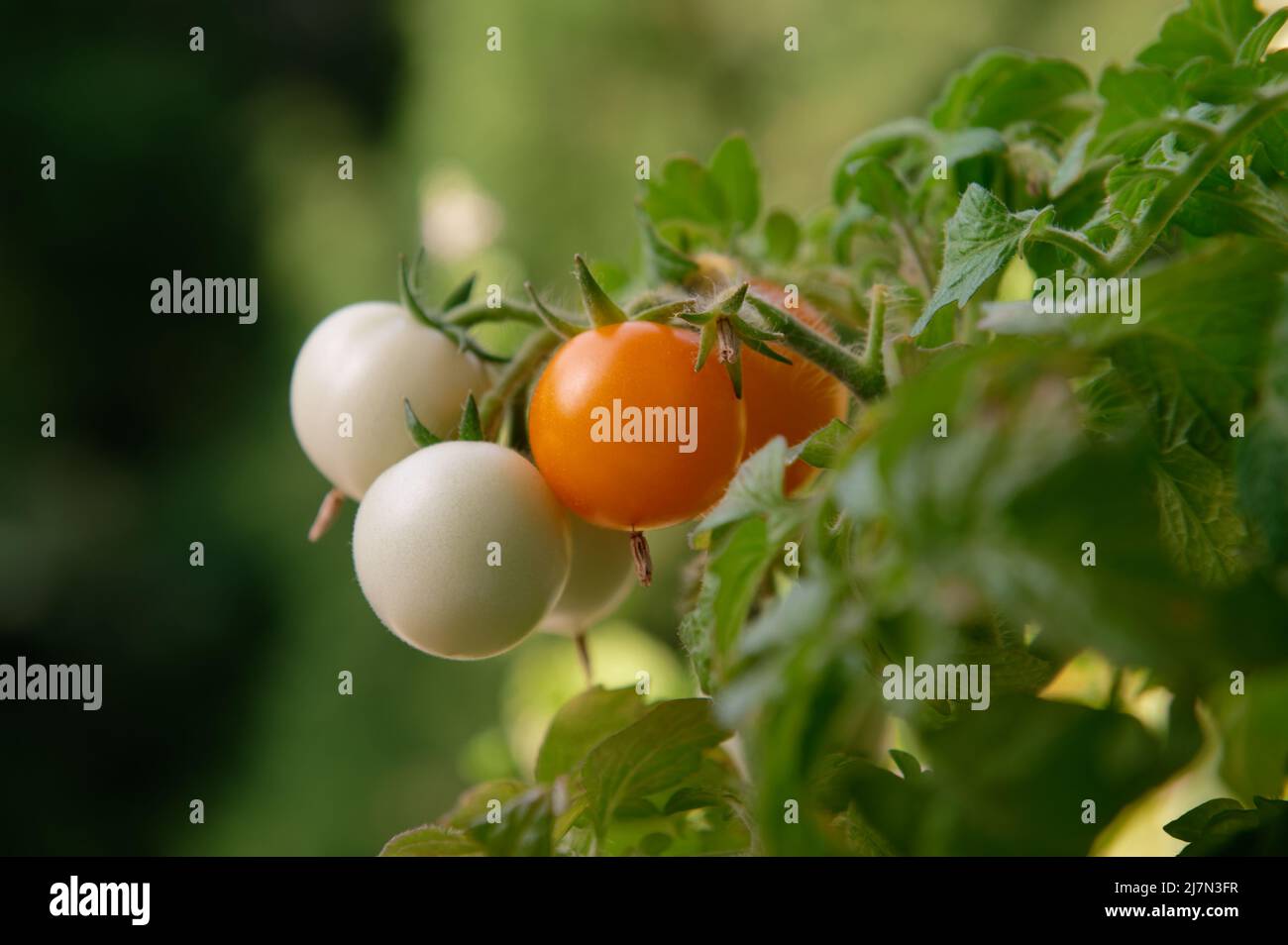 Yellow and green cherry tomatoes grow on a branch of a bush. A seedling grows outside the apartment window of a multi-storey building. Home garden. Stock Photo