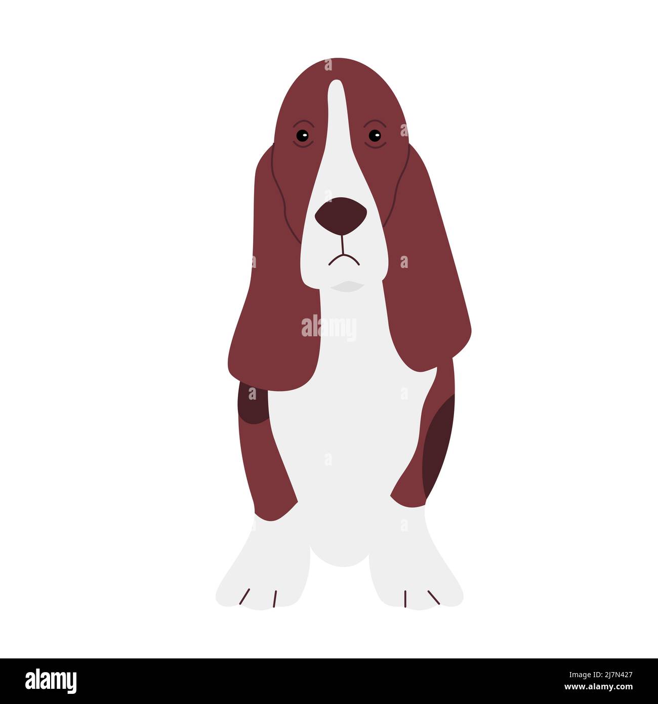 Basset hound puppy dog. Long ears pet, domestic family doggie vector