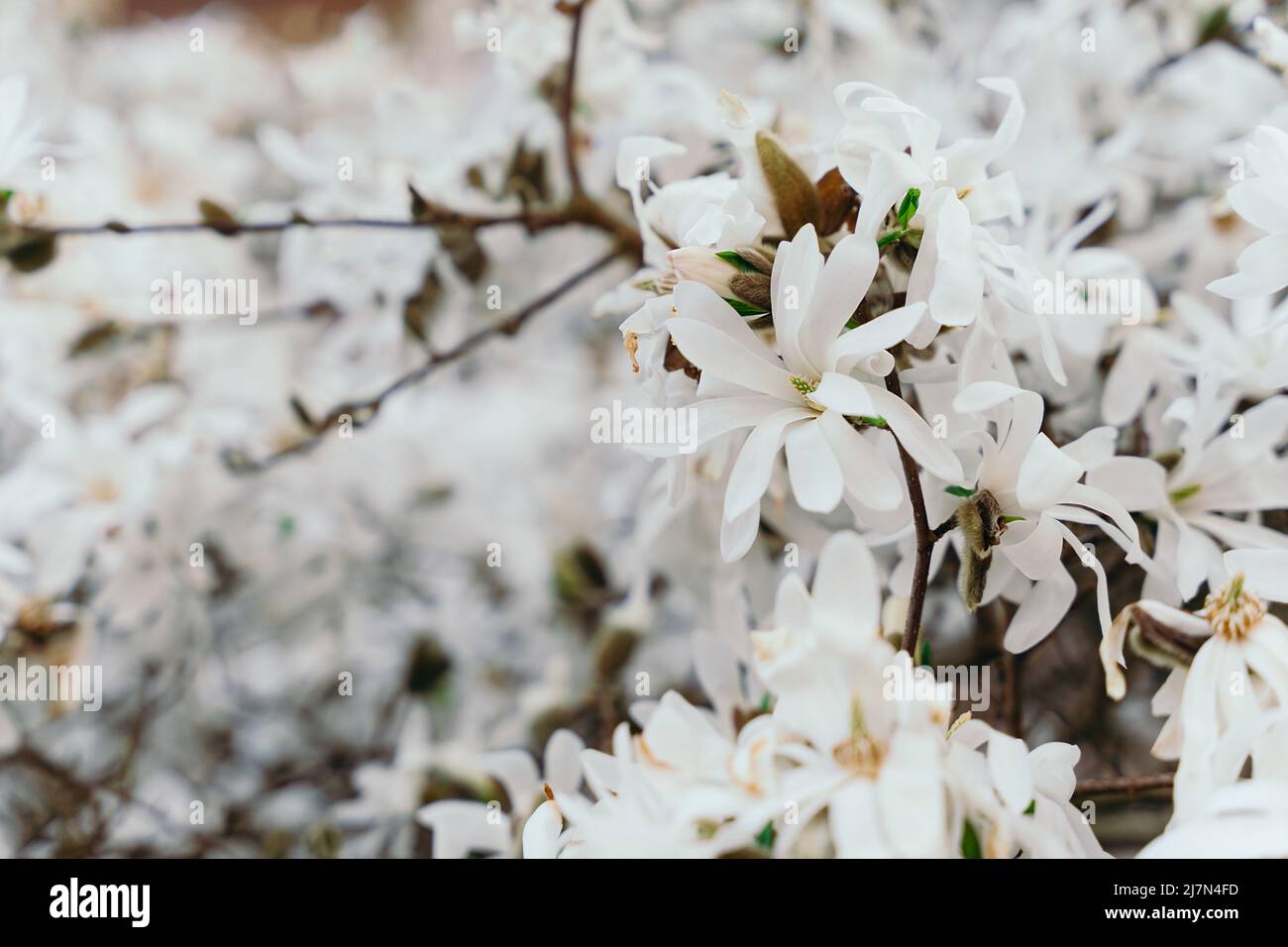 Star Magnolia blooming in spring. Blooming magnolia stellata tree. Star shape white flowers of magnolia. Spring season, sweet fragrance. Royal star ma Stock Photo