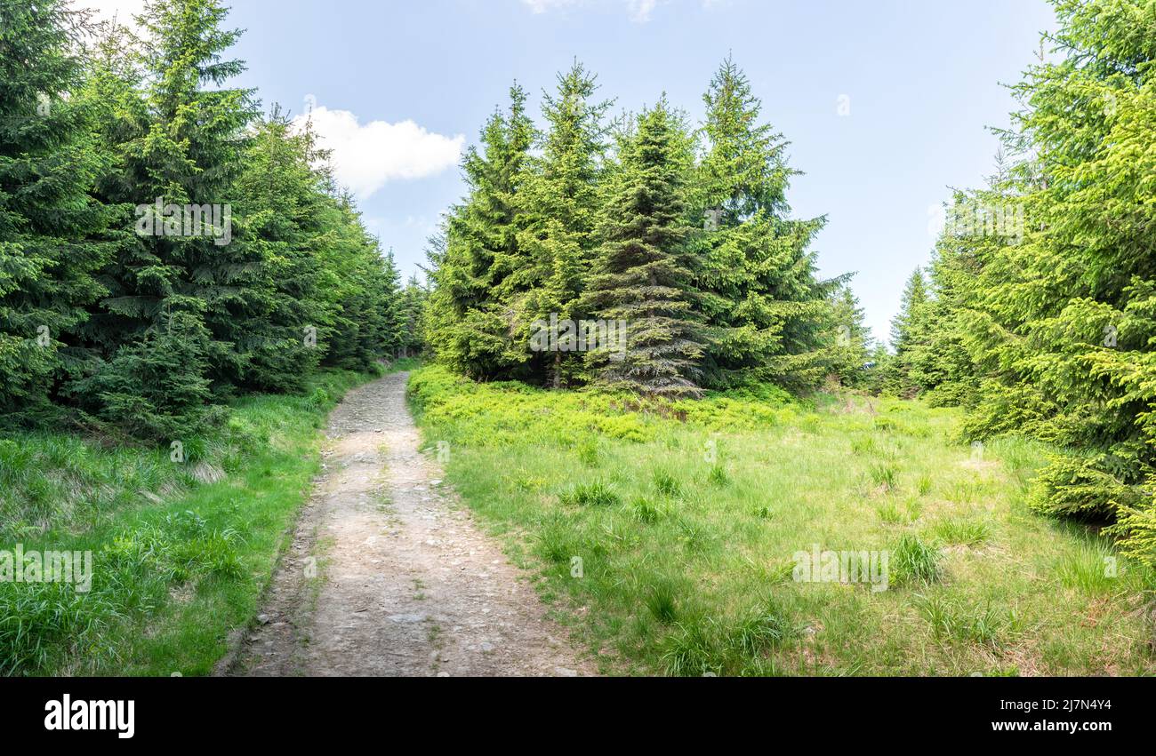 Panoramic view of mountain spruce forest from a hiking pathway in Beskid mountain range Stock Photo