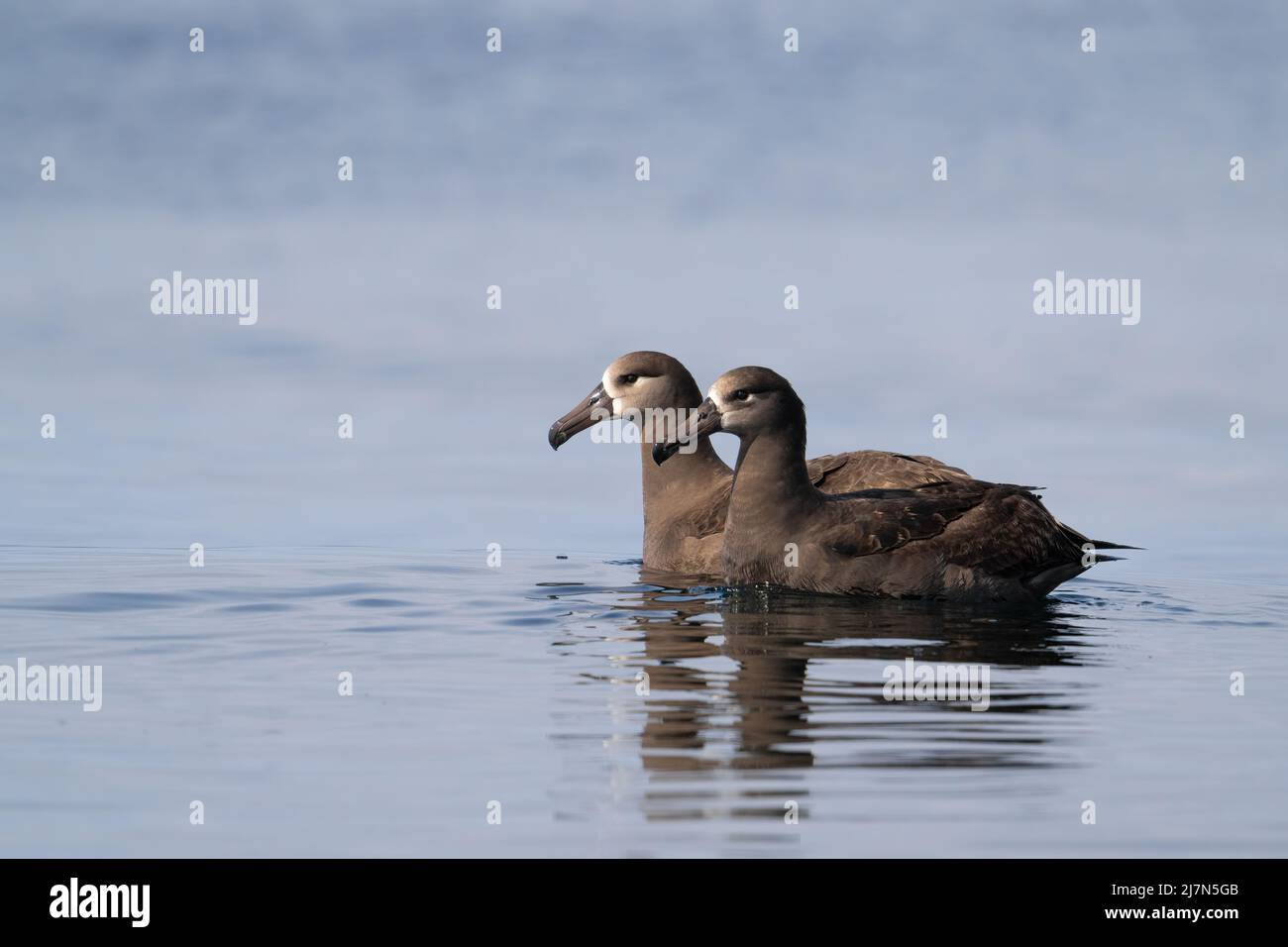 A pair of black-footed albatrosses float on a calm sea near Grays Canyon 40 miles off the Washington coast. Stock Photo