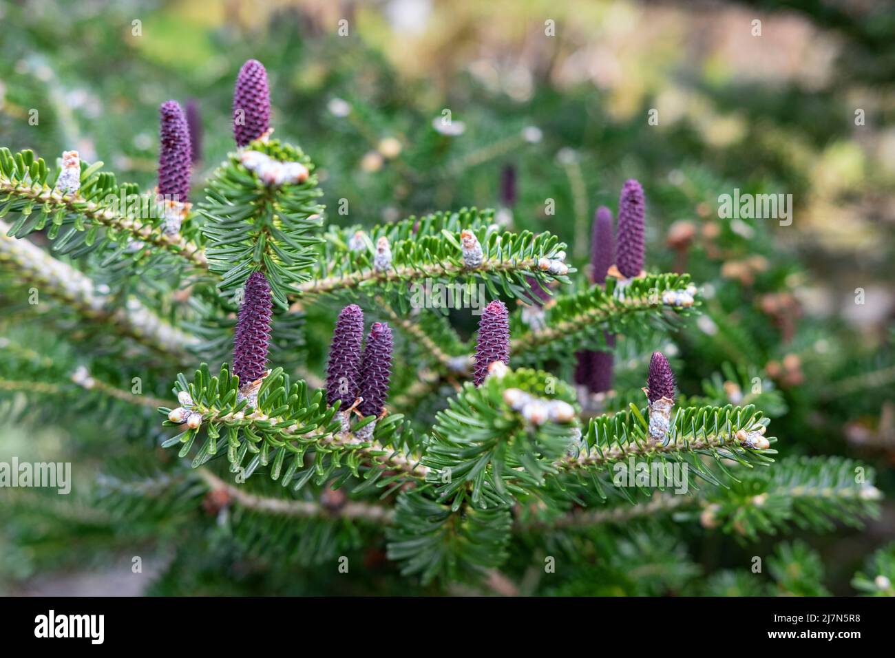 Korean blue emperor larch, also known as Korean fir or Abies koreana displaying colorful purple cones holding upright along lush green brunches Stock Photo