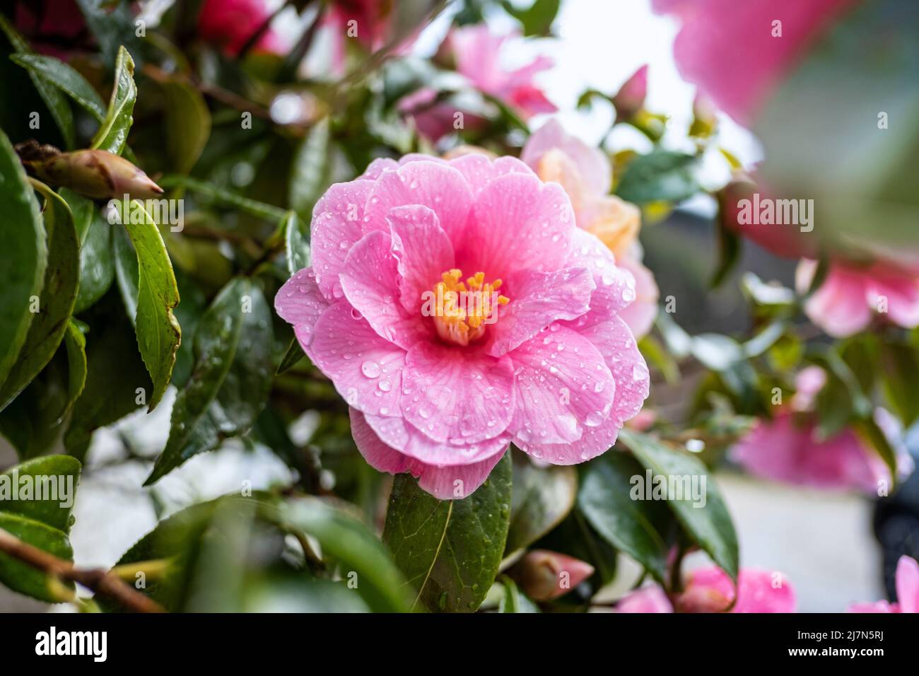 Camellia x williamsii, beautiful hybrid camellia flower with fresh waxy leaves, lightly variegated pink petals, yellow stamens and water droplets Stock Photo