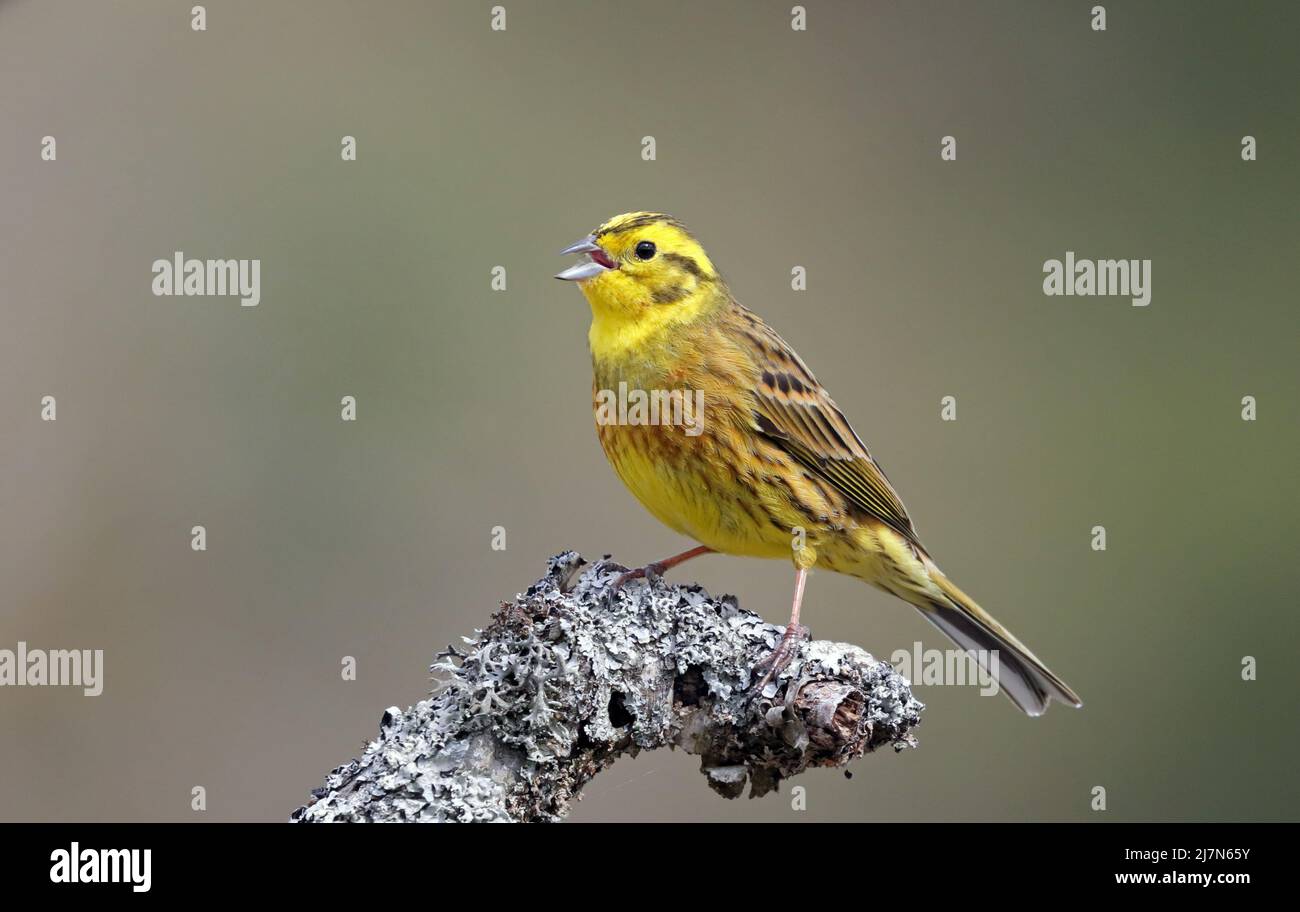 Yellowhammer, male, sitting on perch, close up Stock Photo