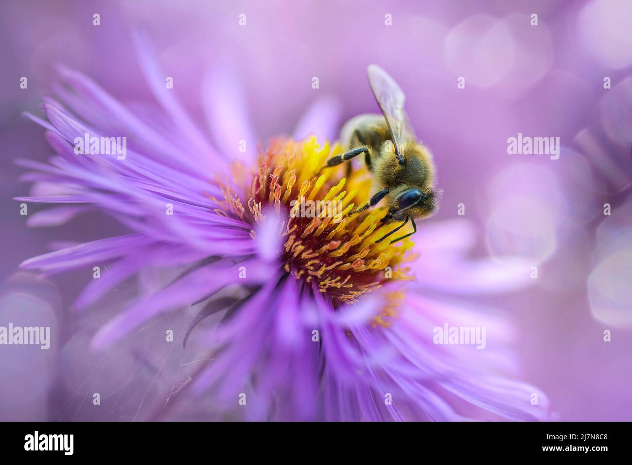 Honey bee flower art hi-res stock photography and images - Alamy