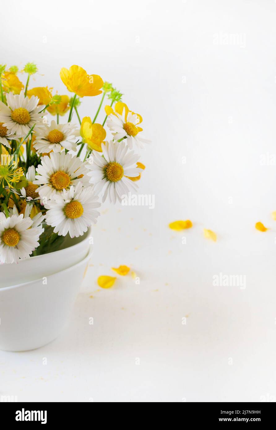 Wild flowers isolated on white background Stock Photo - Alamy