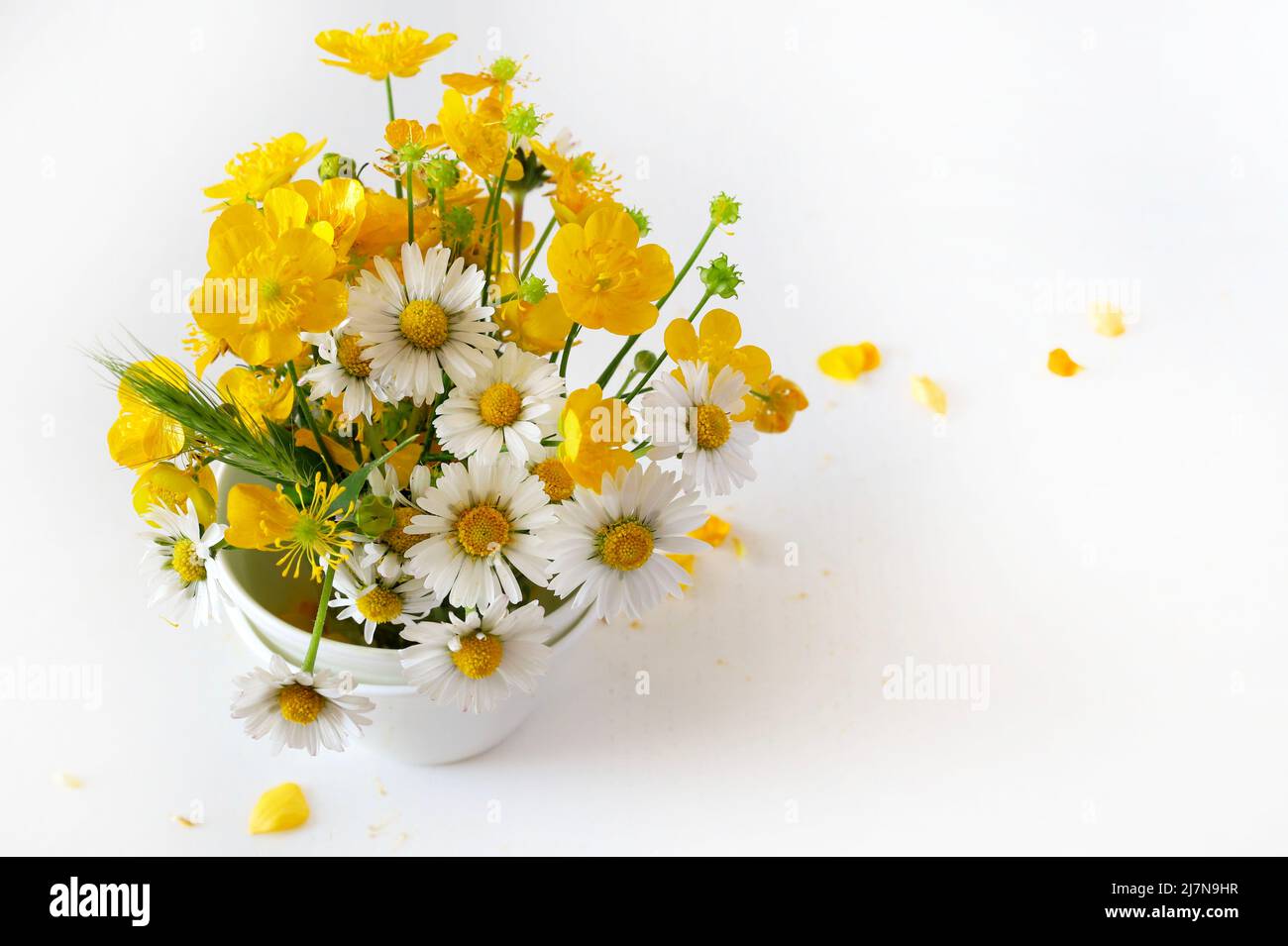 Wild flowers isolated on white background Stock Photo - Alamy