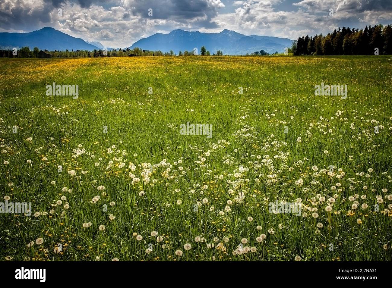 DE - BAVARIA: Alpine moorland scene near Bad Toelz, Oberbayern Stock Photo