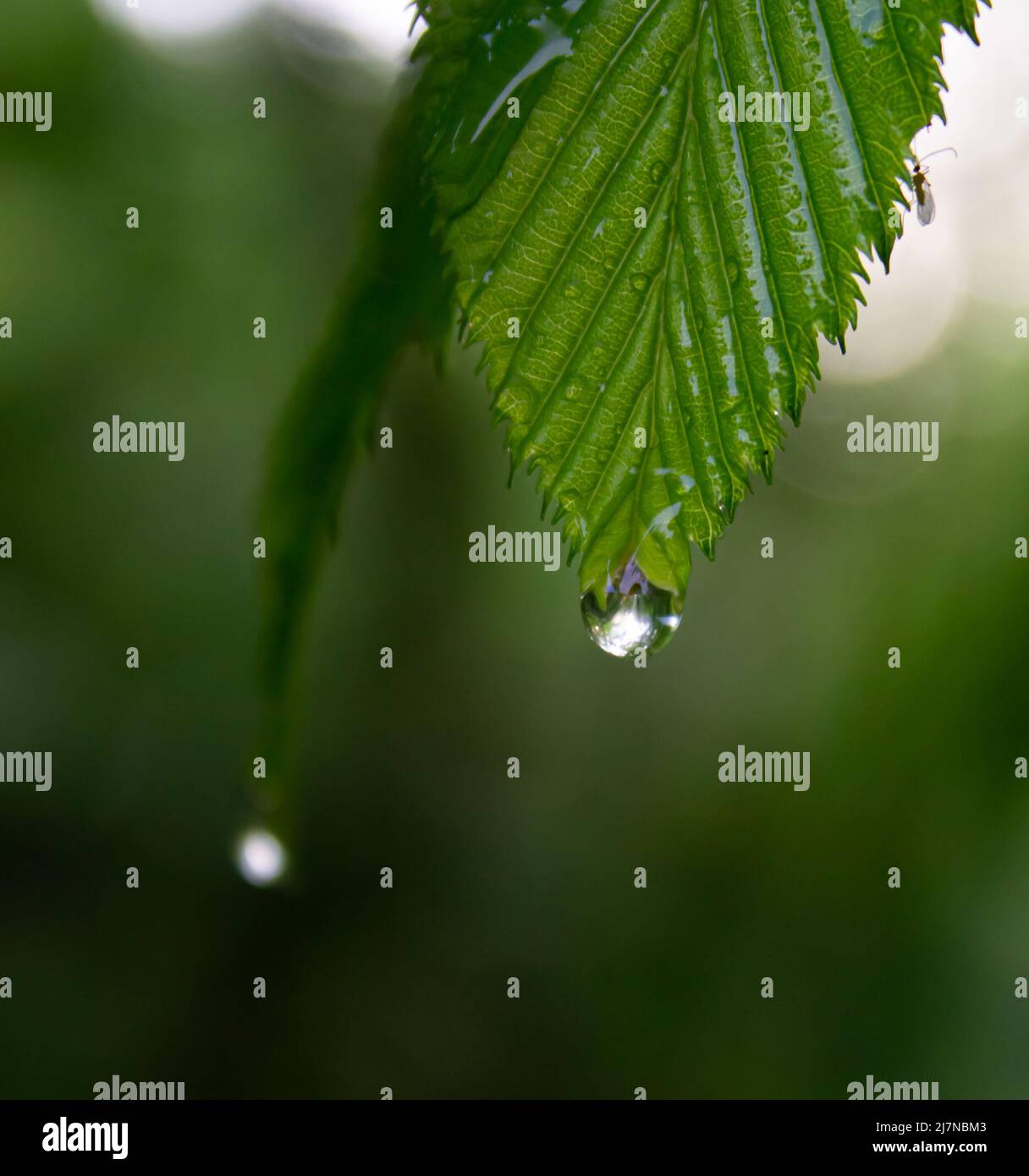 After the rain Stock Photo - Alamy