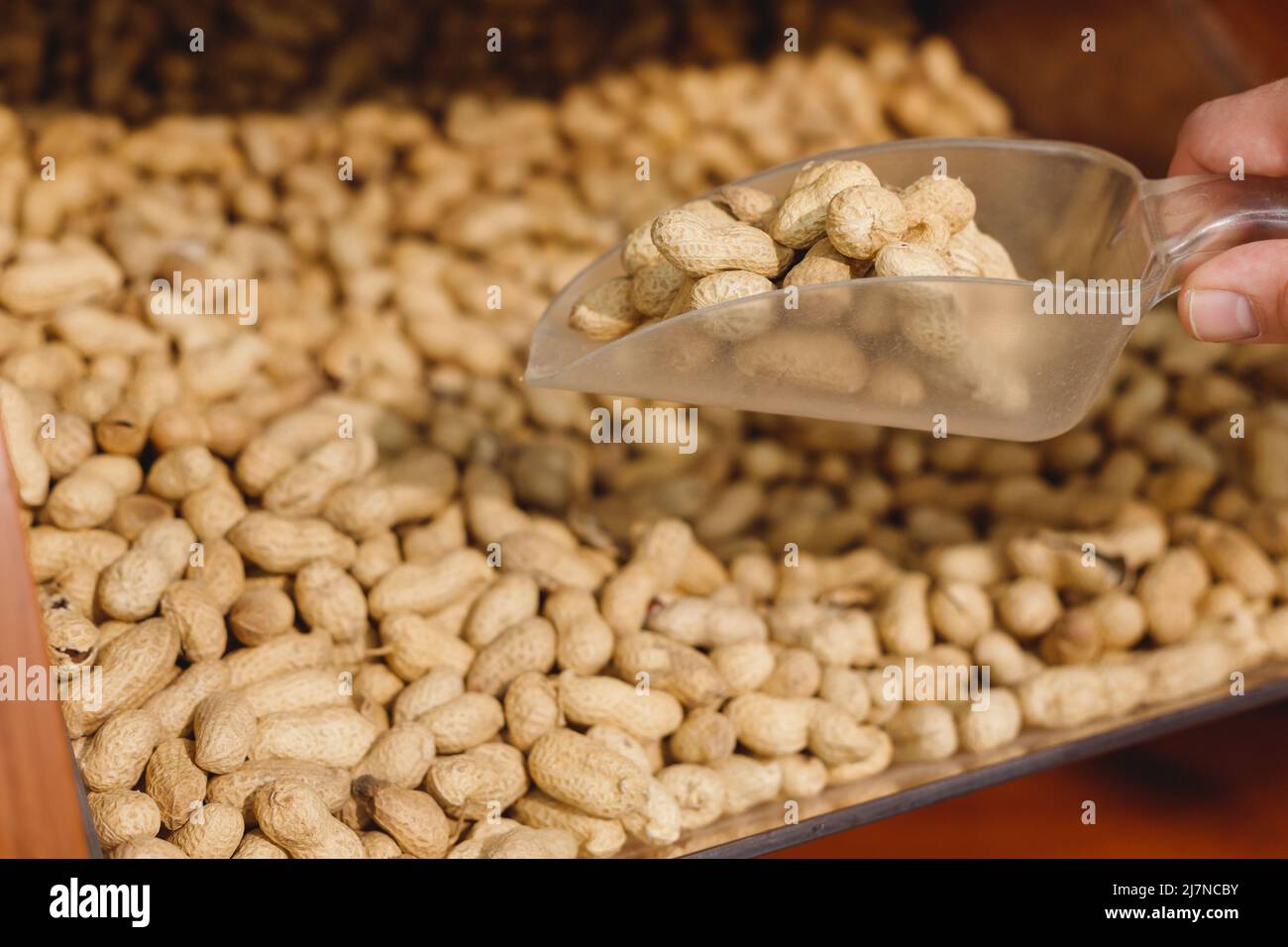 Raw peanuts in shell shovel on counter in organic super market. Stock Photo
