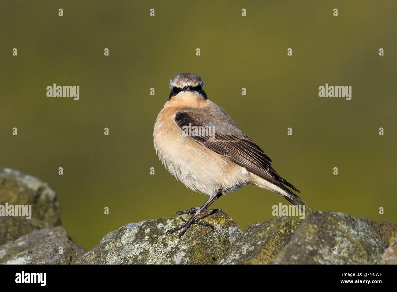Male Northern Wheatear (Oenanthe oenanthe) sat on a dry stone wall in the morning sun. Stock Photo