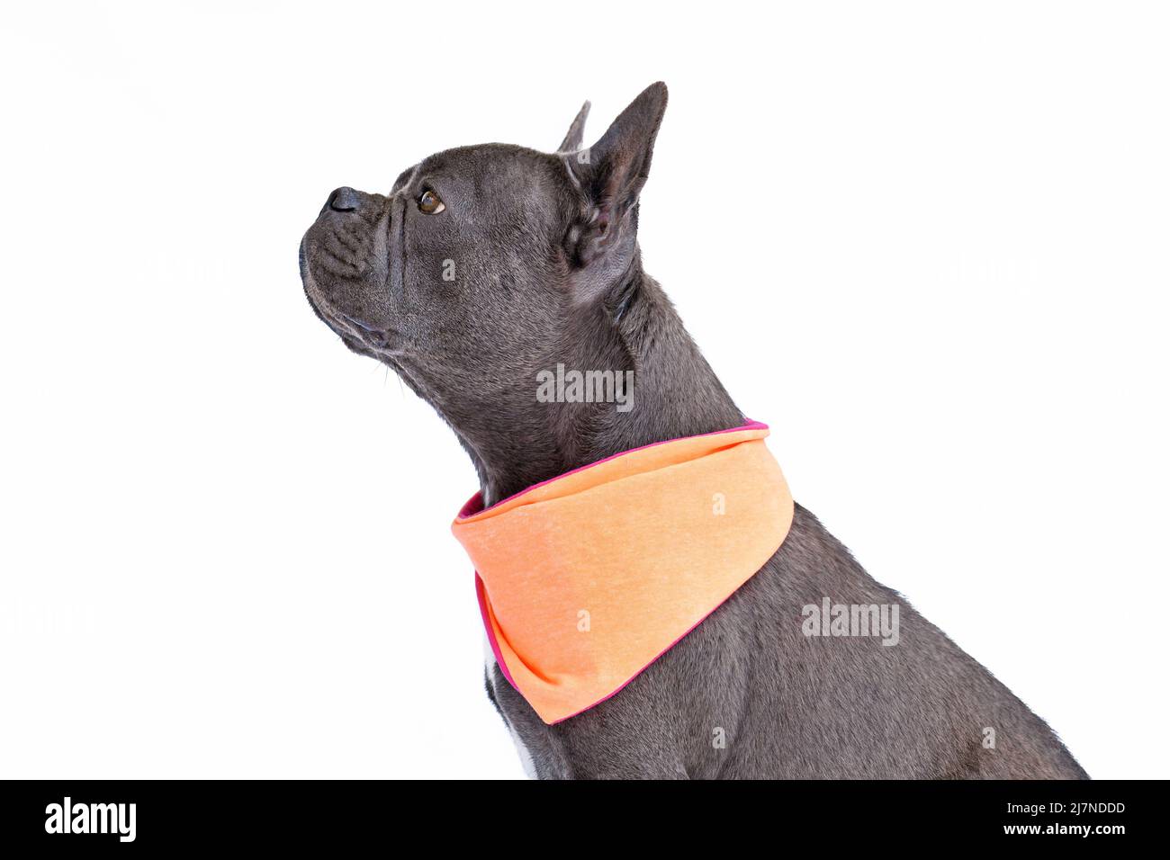 Side view of French Bulldog dog with long healthy nose wearing neckerchief on white background Stock Photo