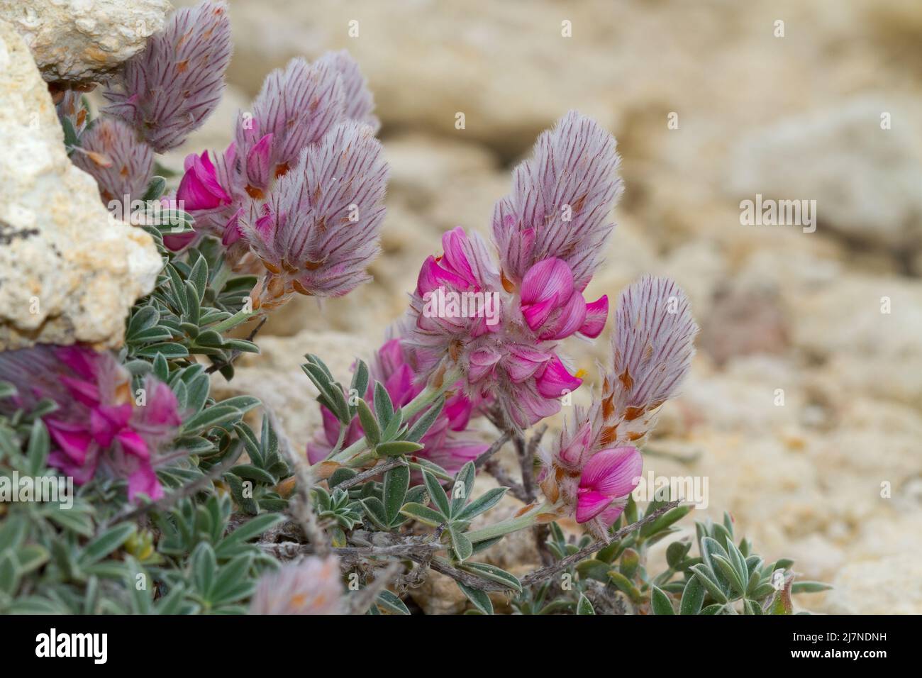 Cretan Ebony, a mediterranean leguminous small shrub with bright pink flowers, growing in a rocky environment Stock Photo