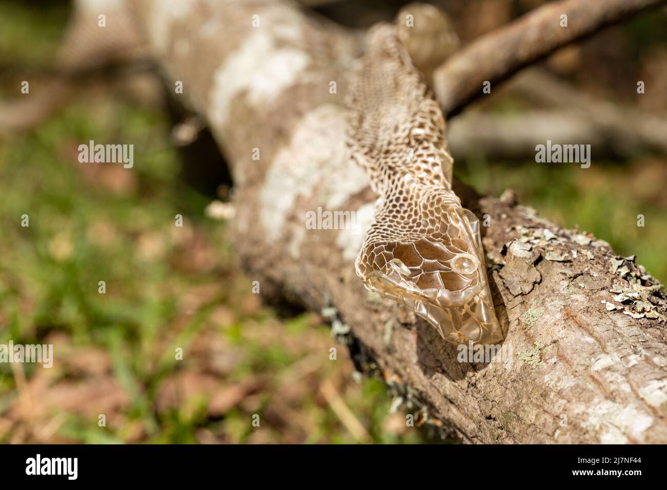 Snake skin that had been shed Stock Photo