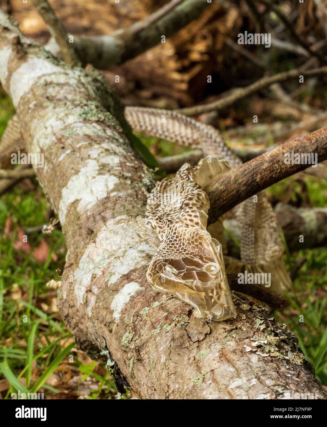 Snake skin that had been shed Stock Photo