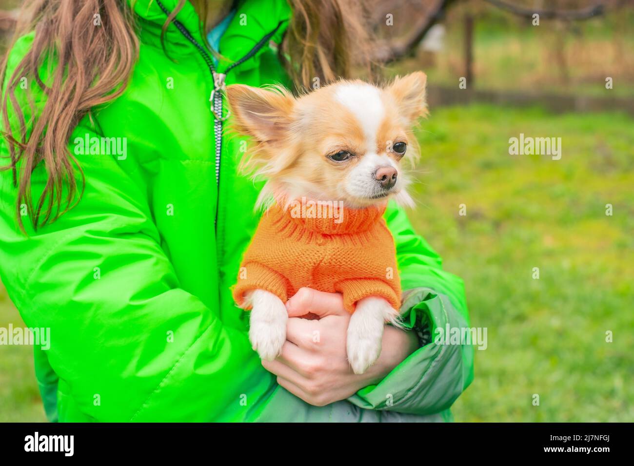 Chihuahua dog in an orange sweater in the arms of a girl in a green ...