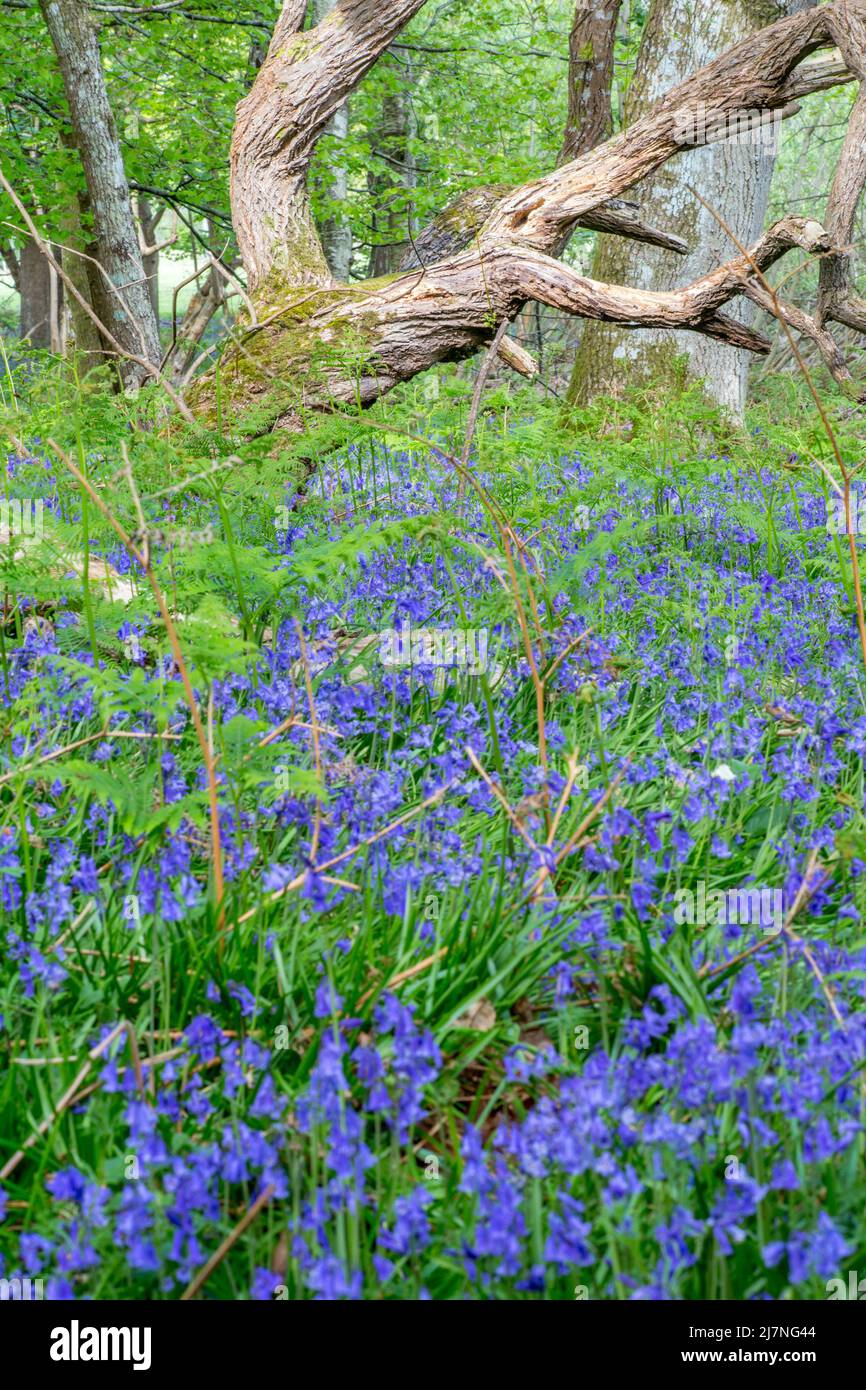 Bluebell woods near Brockenhurst in the New Forest National Park, Hampshire Stock Photo