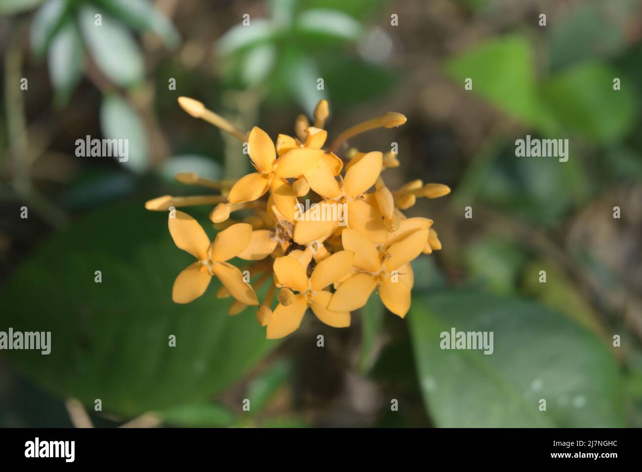 High angle view of an orange color Jungle Geranium (Ixora coccinea) flower cluster Stock Photo