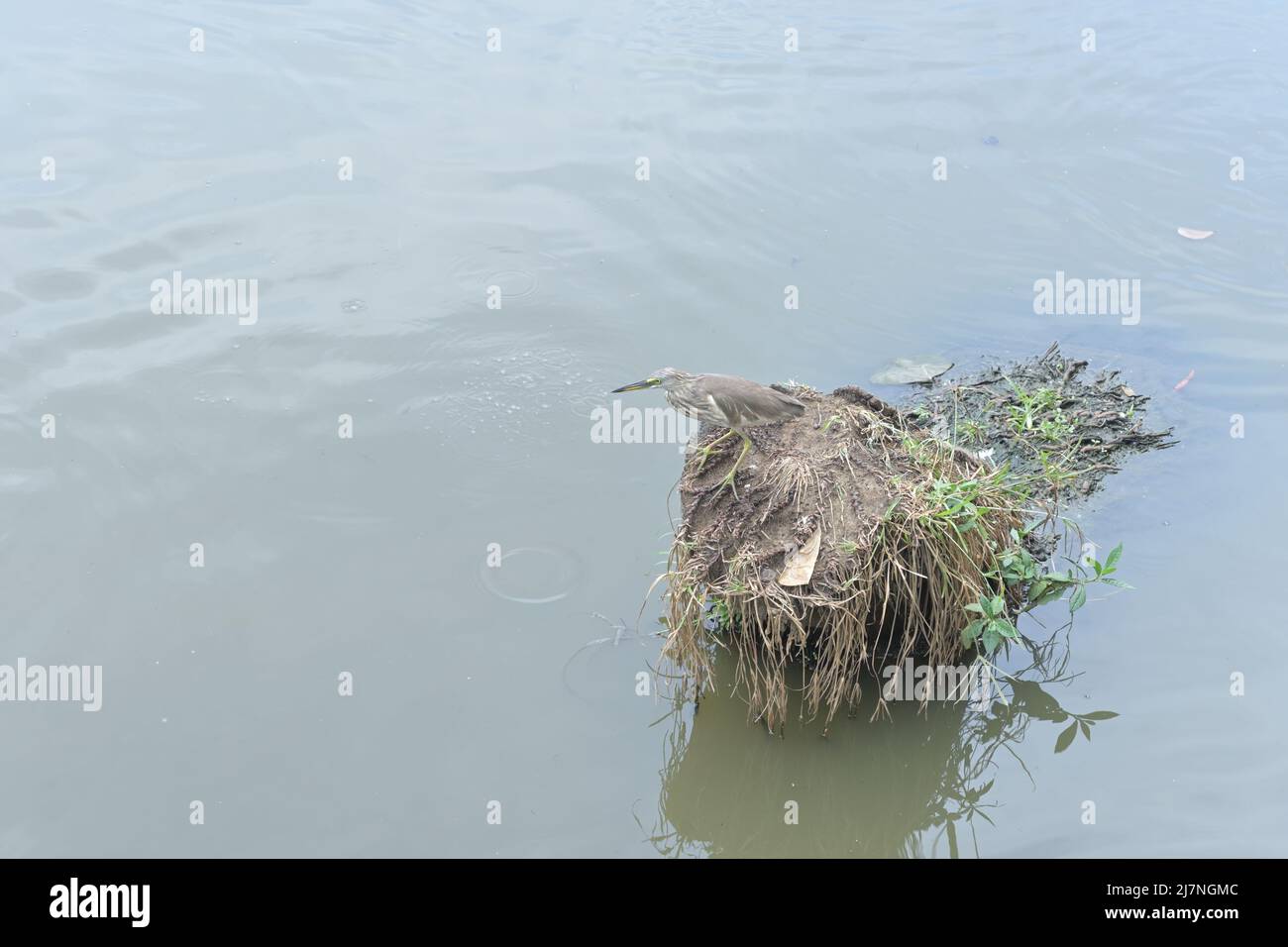 An Indian pond heron bird watching at fishes while sitting on top of a coconut stem surrounded by the water the middle of a pond Stock Photo