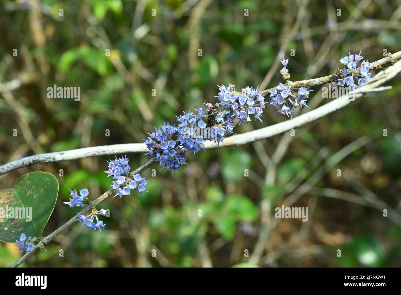 Little tiny purple colored wildflower clusters bloomed on the stem of a wild plant Stock Photo