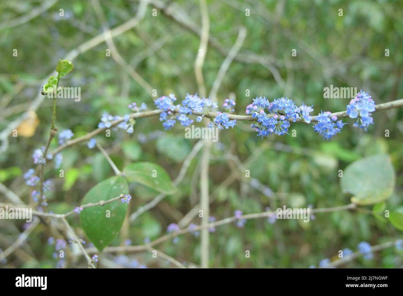 A tiny purple colored wildflower cluster on the surface of a wild plant stem Stock Photo
