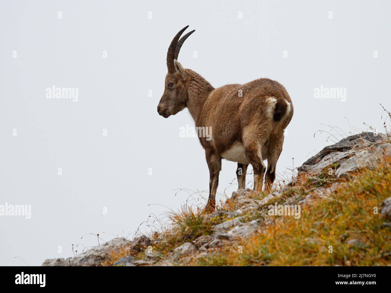 All the elegance of Alpine ibex on the ridge of the mountain - Capra ibex Stock Photo