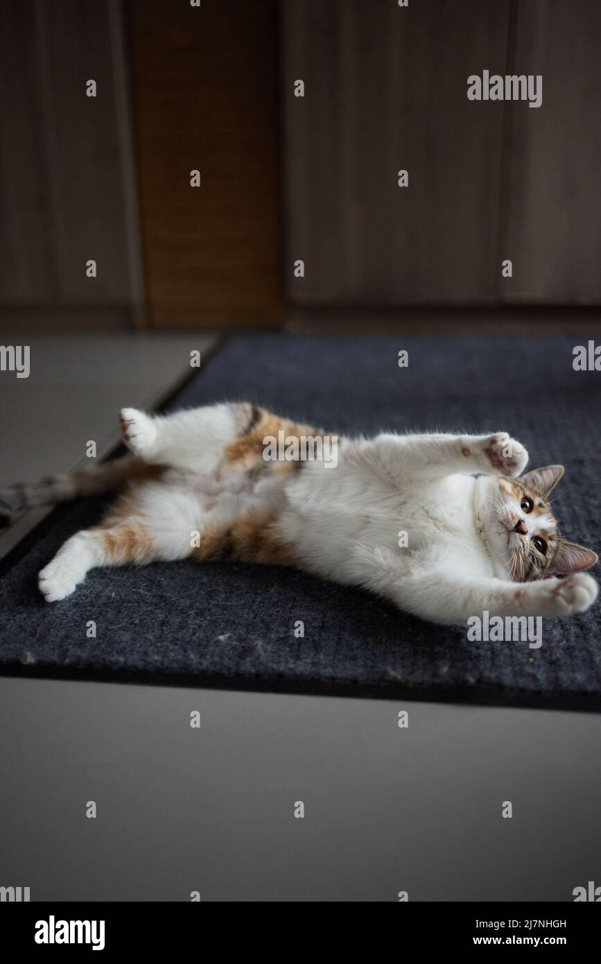 Motion tabby cat playing toy hi-res stock photography and images - Alamy