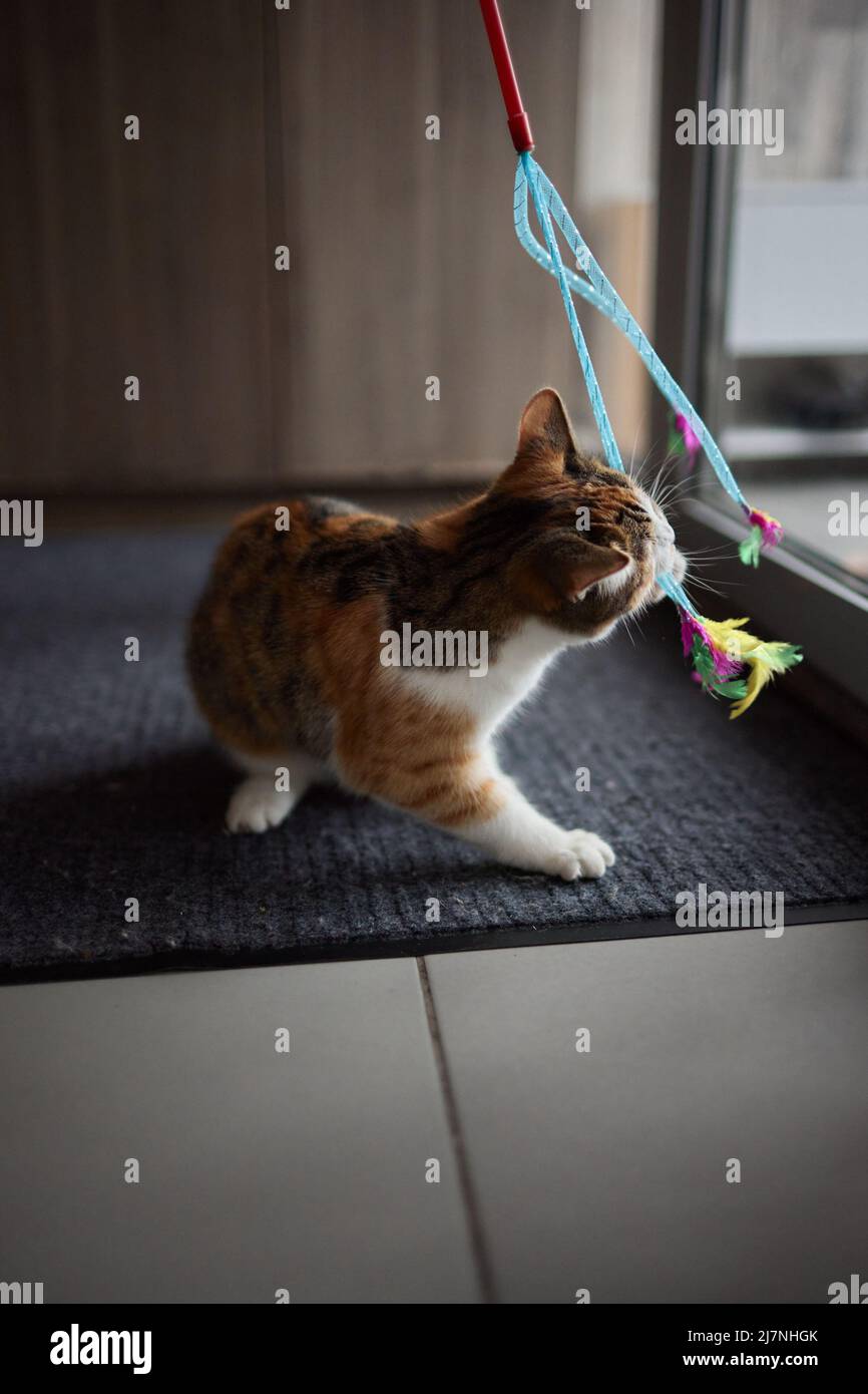 Little kitten playing with a toy on a rope Stock Photo - Alamy