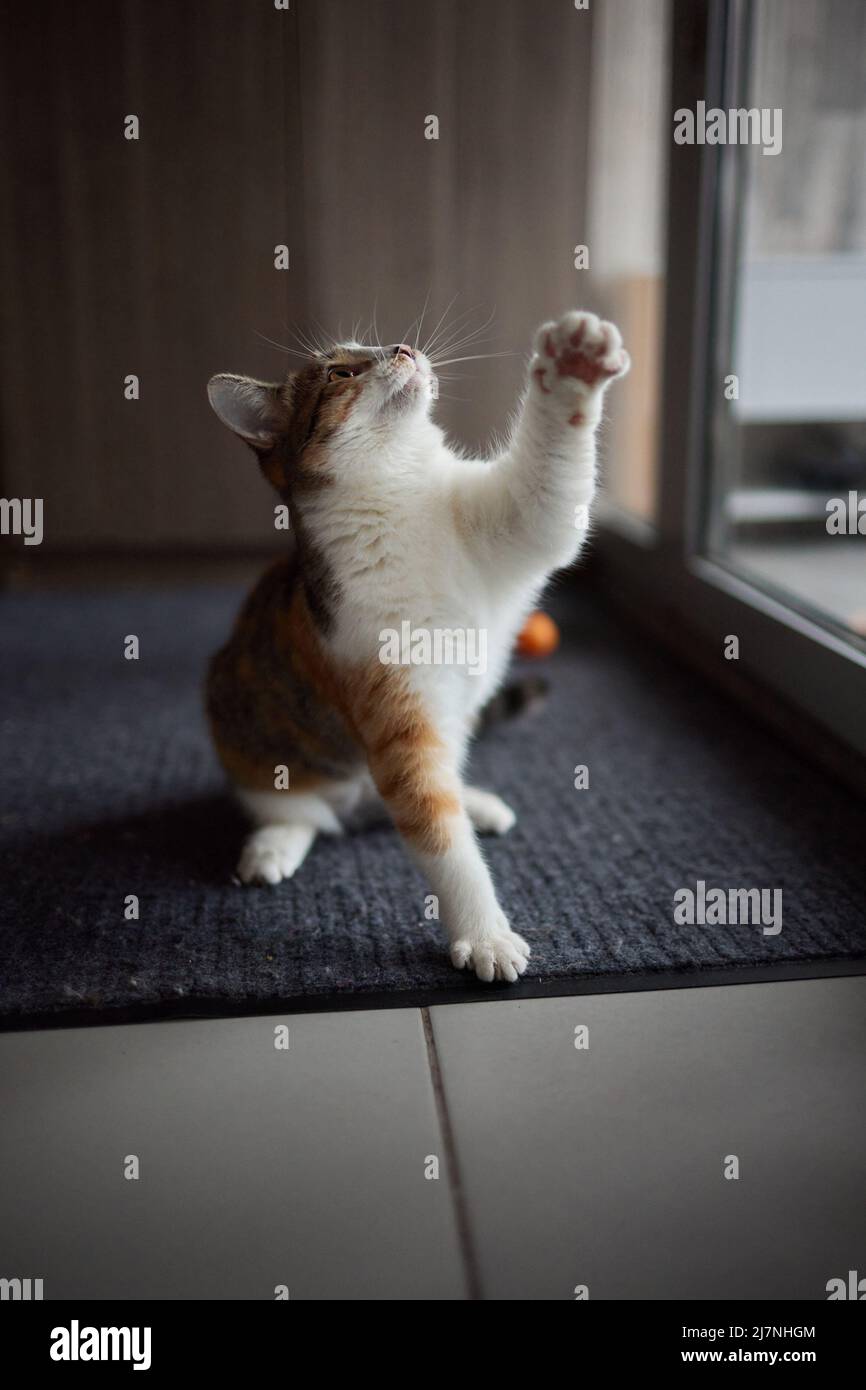 Little kitten playing with a toy on a rope Stock Photo - Alamy
