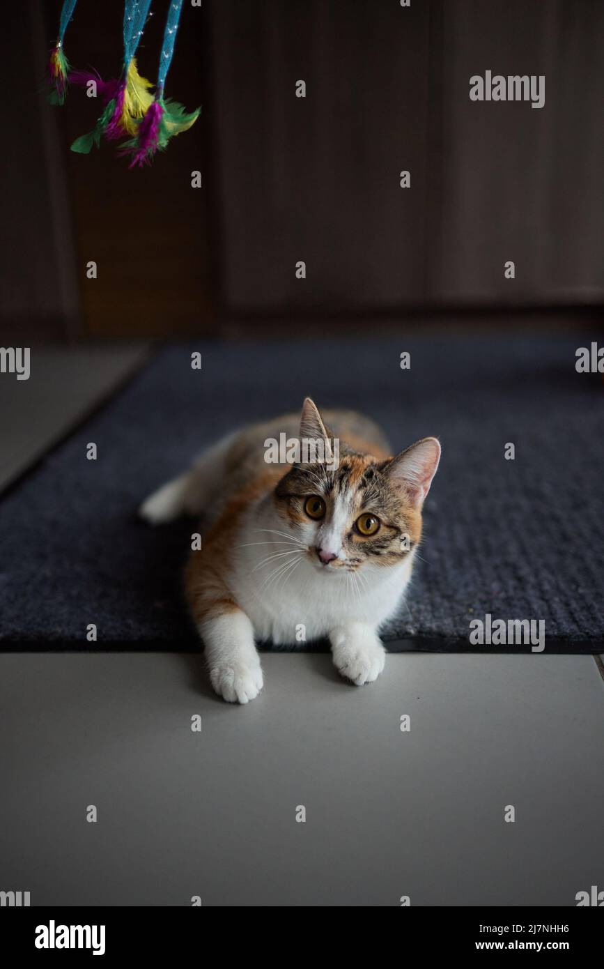 Motion tabby cat playing toy hi-res stock photography and images - Alamy