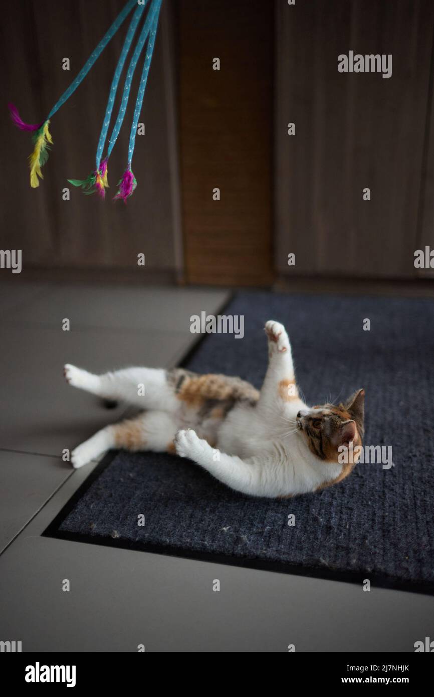 Motion tabby cat playing toy hi-res stock photography and images - Alamy