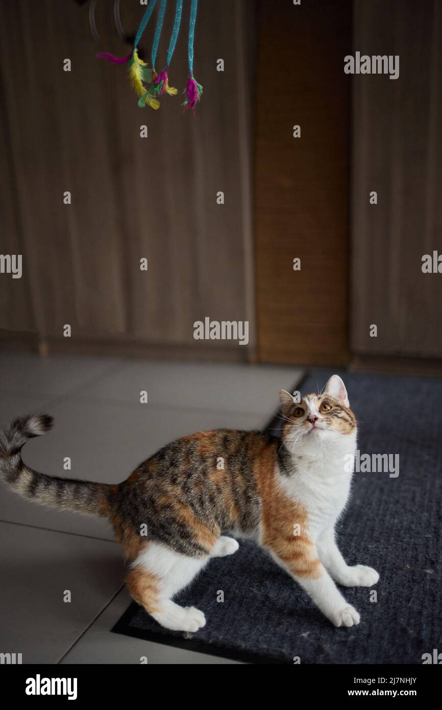 Motion tabby cat playing toy hi-res stock photography and images - Alamy