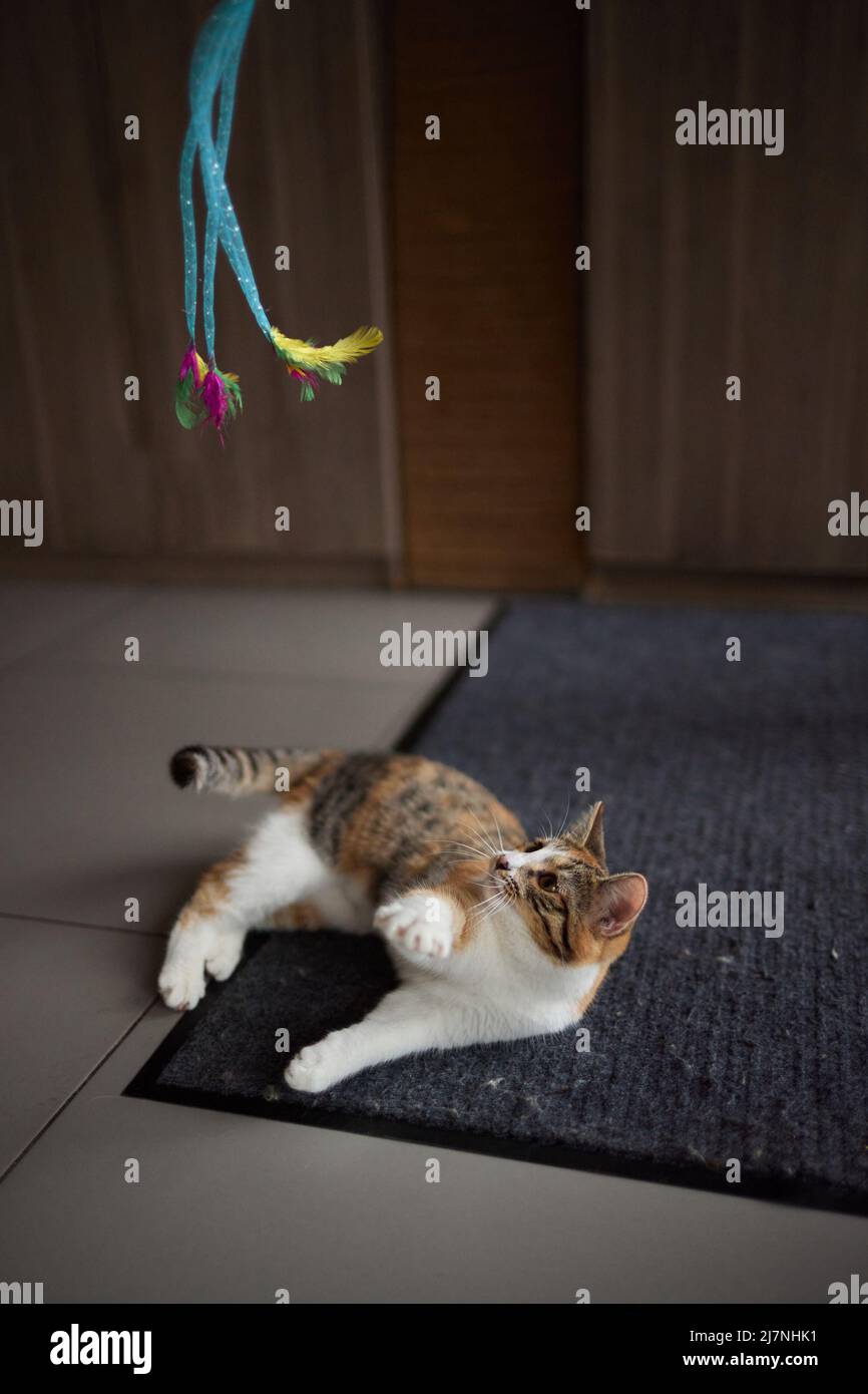 Little kitten playing with a toy on a rope Stock Photo - Alamy