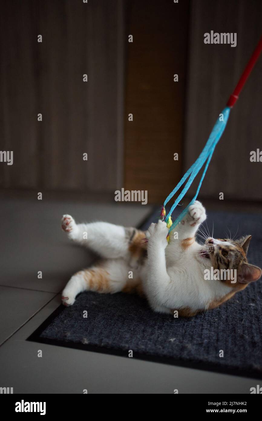 Motion tabby cat playing toy hi-res stock photography and images - Alamy
