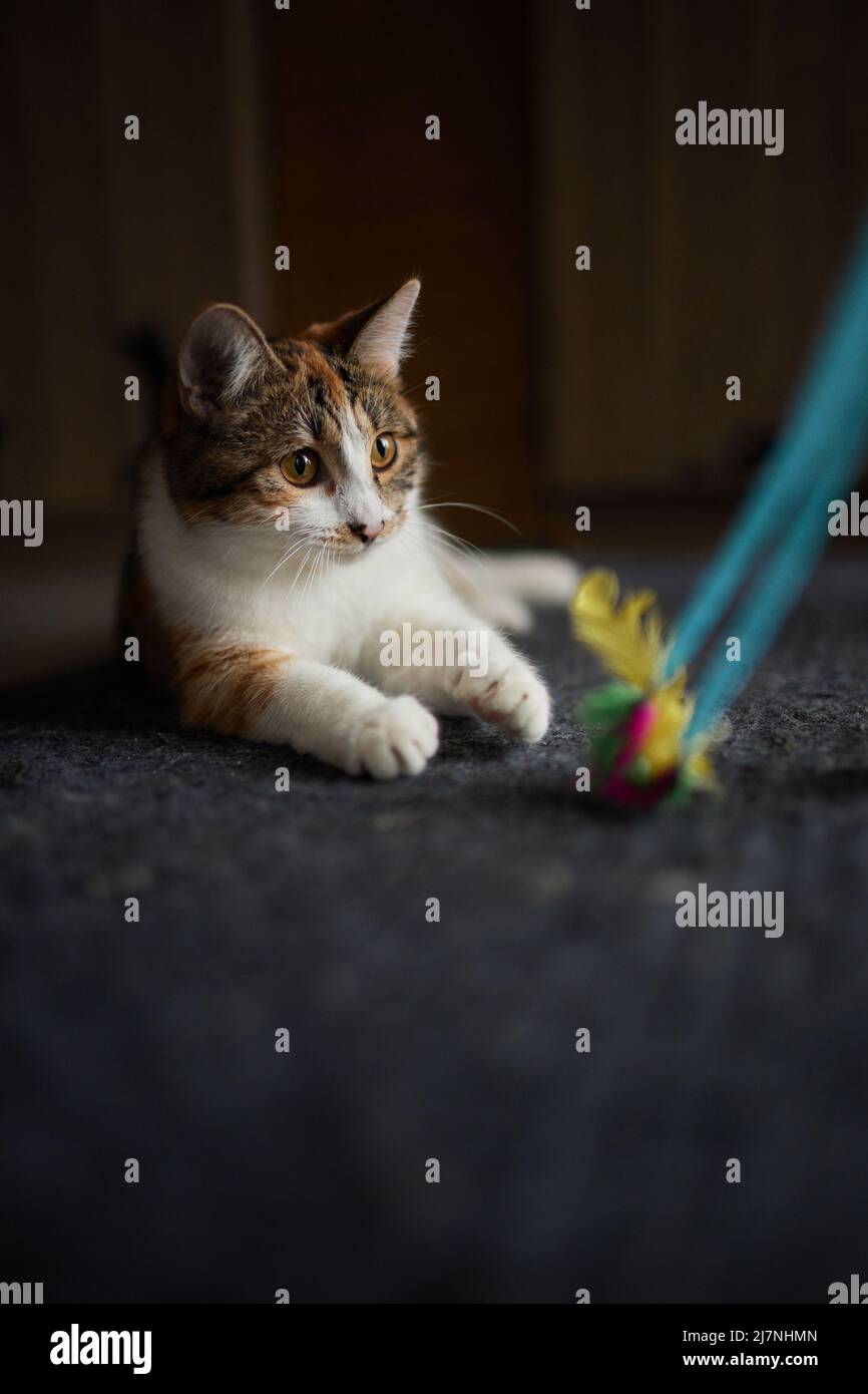 Motion tabby cat playing toy hi-res stock photography and images - Alamy