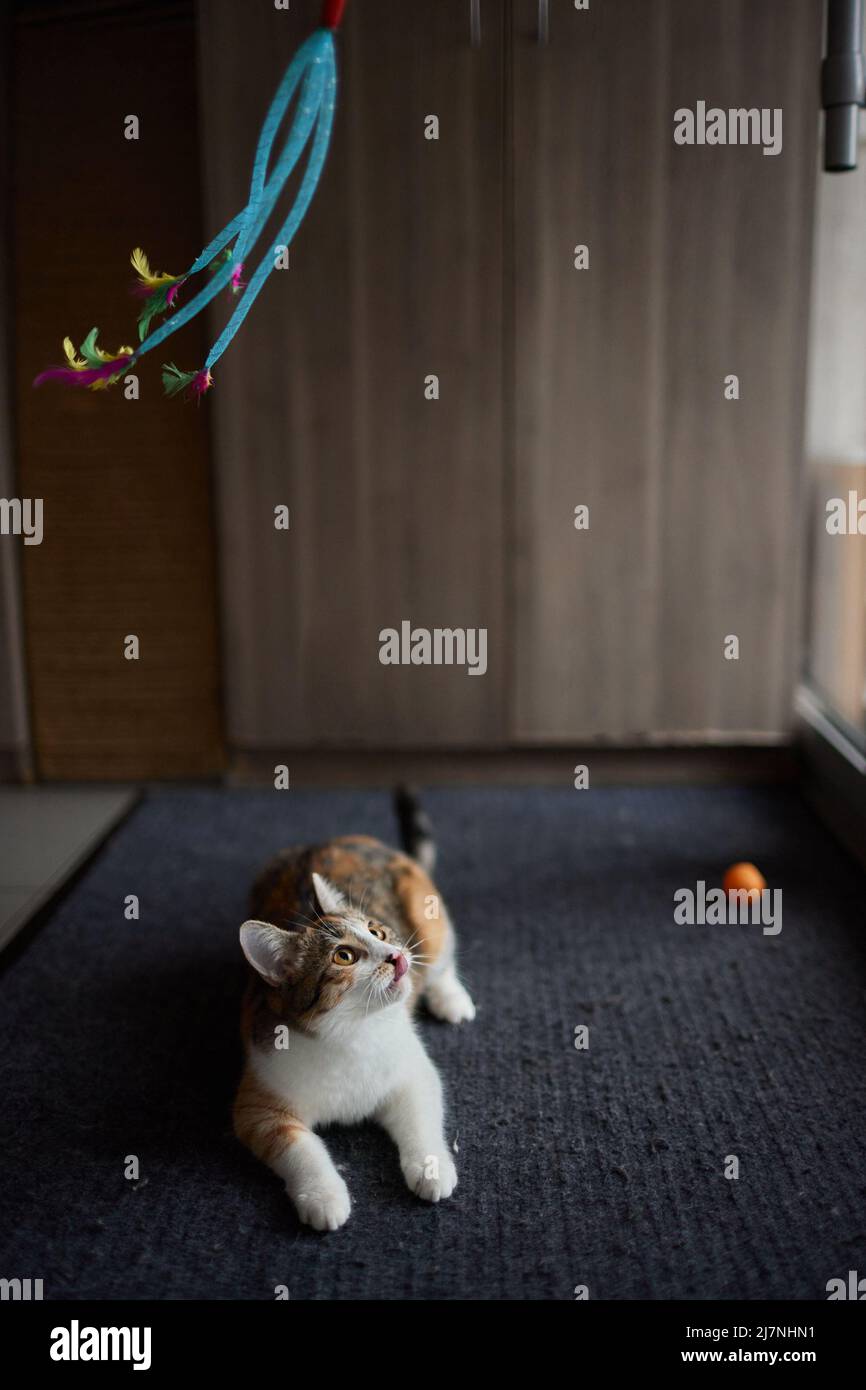 Motion tabby cat playing toy hi-res stock photography and images - Alamy