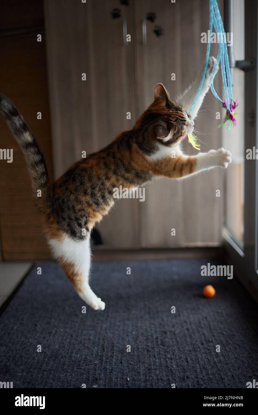 Little kitten playing with a toy on a rope Stock Photo - Alamy
