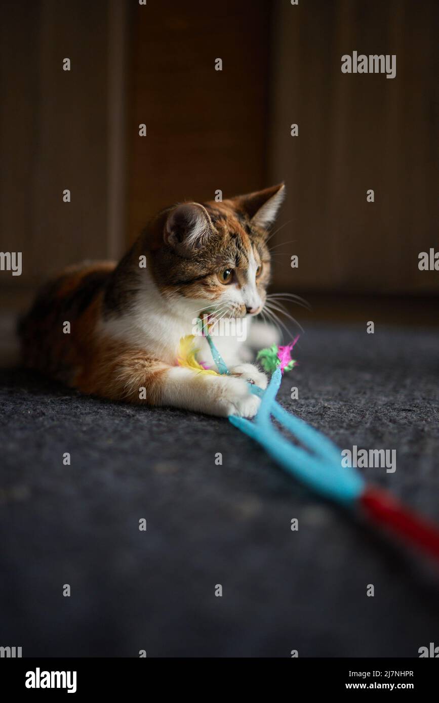 Motion tabby cat playing toy hi-res stock photography and images - Alamy