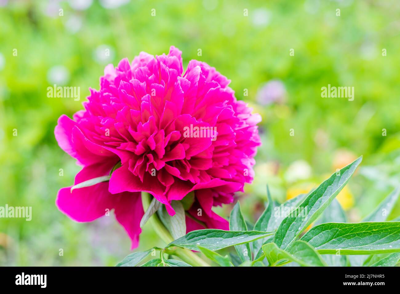 Red peonies flower bloom on background of blurry flower in garden Stock