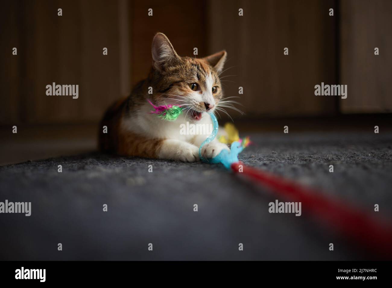 Little kitten playing with a toy on a rope Stock Photo - Alamy