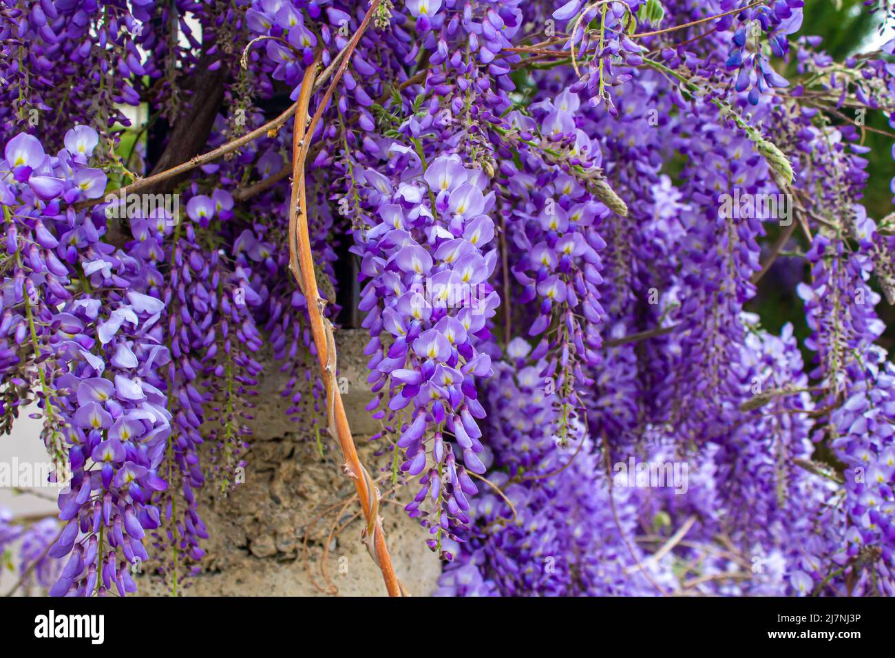 Wisteria sinensis. Closeup photo of Japanese Wisteria flowers. Blossom