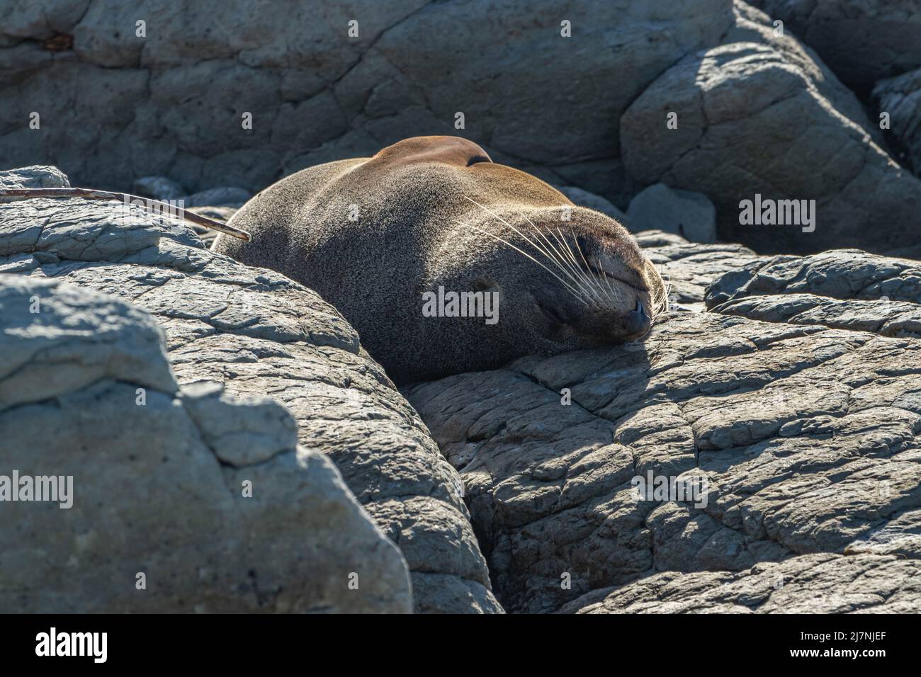 New Zealand fur seal dozing on rocks Stock Photo
