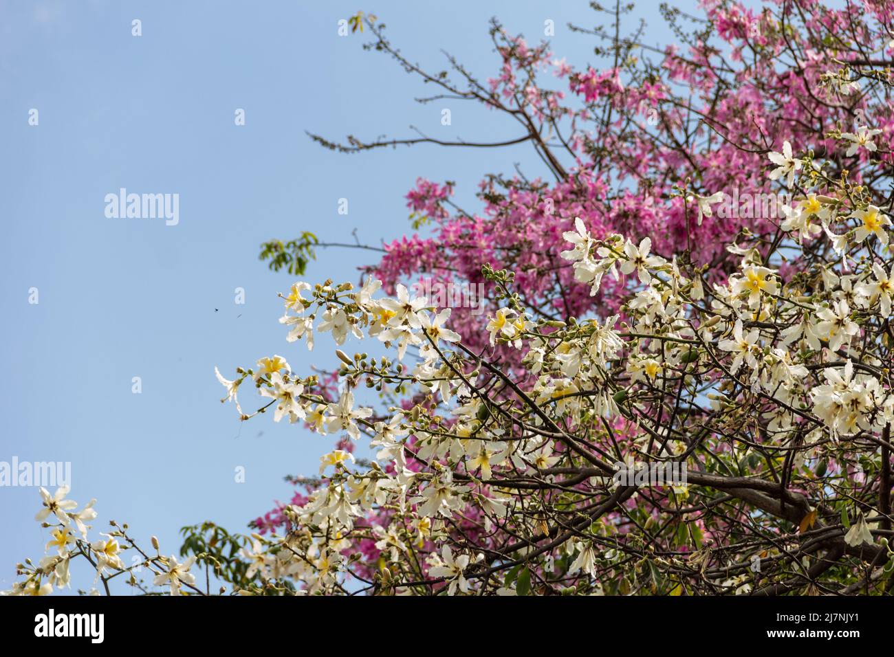 Goiânia, Goias, Brazil – May 04, 2022: Detail of branches of two different trees, full of pink and white flowers. Commonly known as 'bellies'. Stock Photo