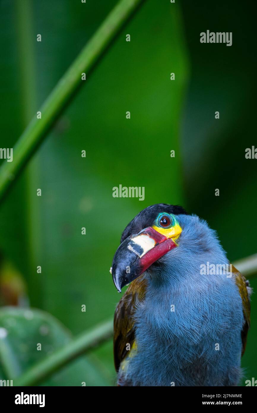 Ecuador, Tandayapa Valley, Alambi Reserve. Plate-billed mountain toucan