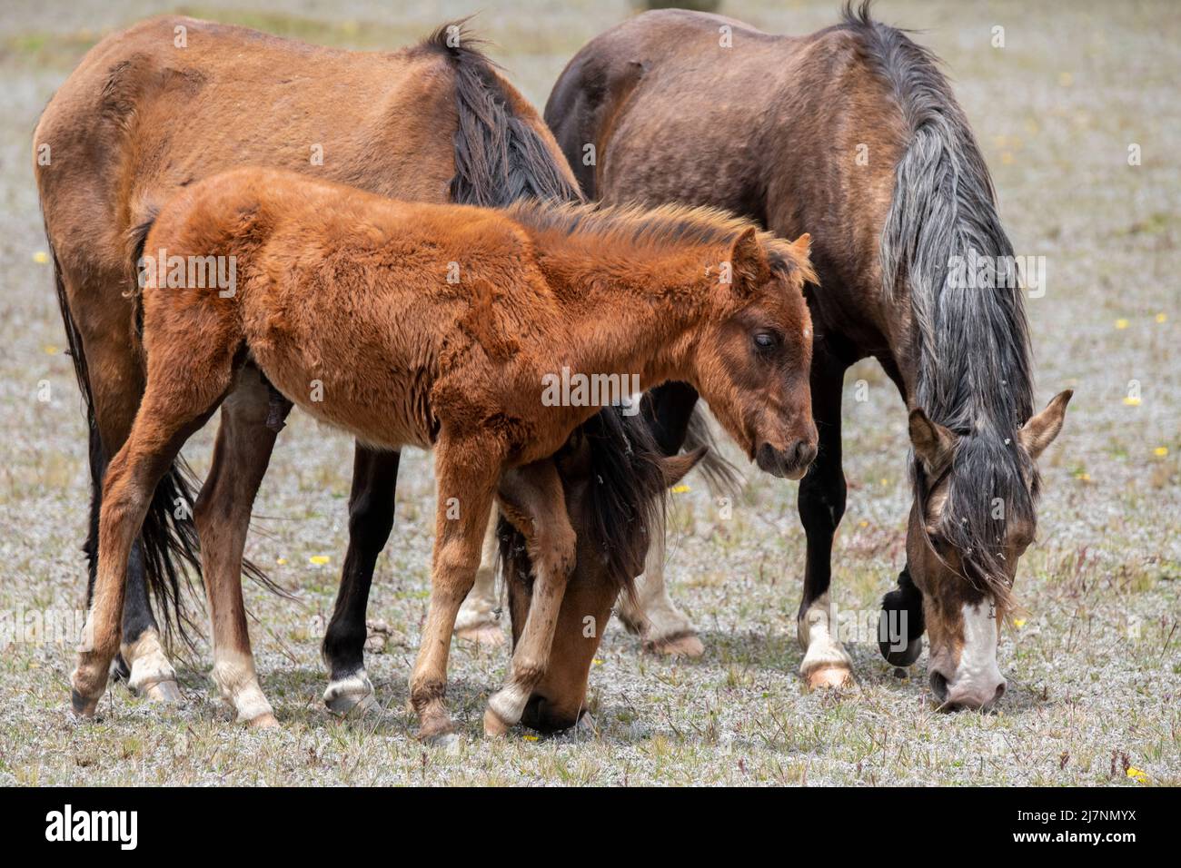Ecuador andes mountains cotopaxi national park wild horses stock