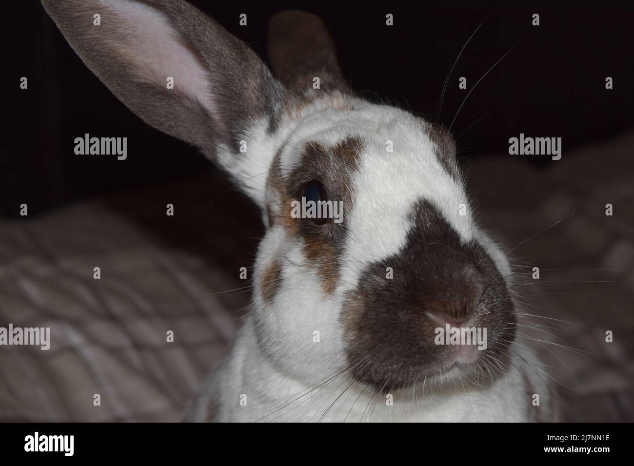 Rabbit on a Bed Stock Photo Alamy