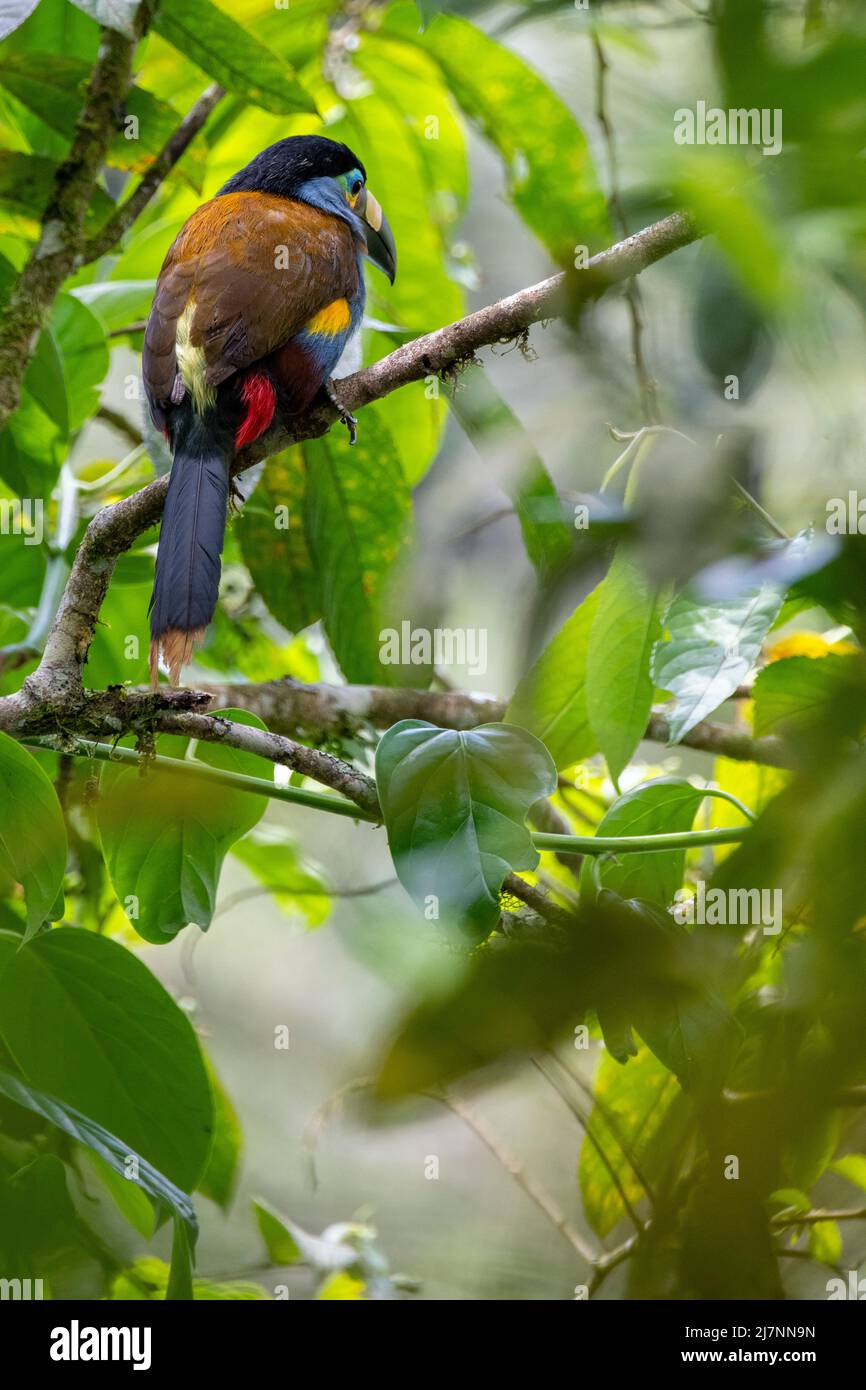 Ecuador, Tandayapa Valley, Alambi Reserve. Plate-billed mountain toucan (Andigena laminirostris) back view. Stock Photo