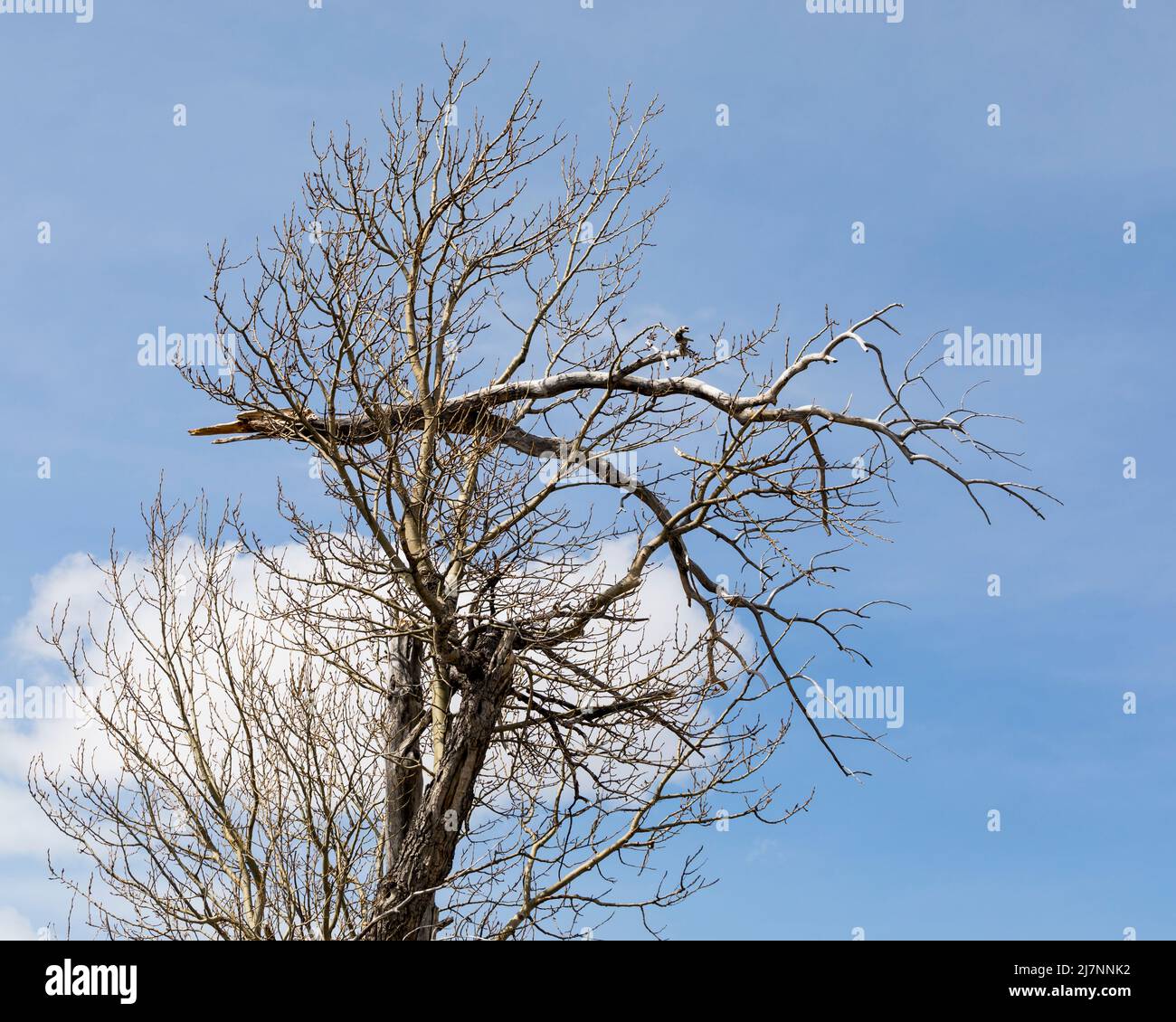 Large tree with broken branch stuck in Stock Photo Alamy